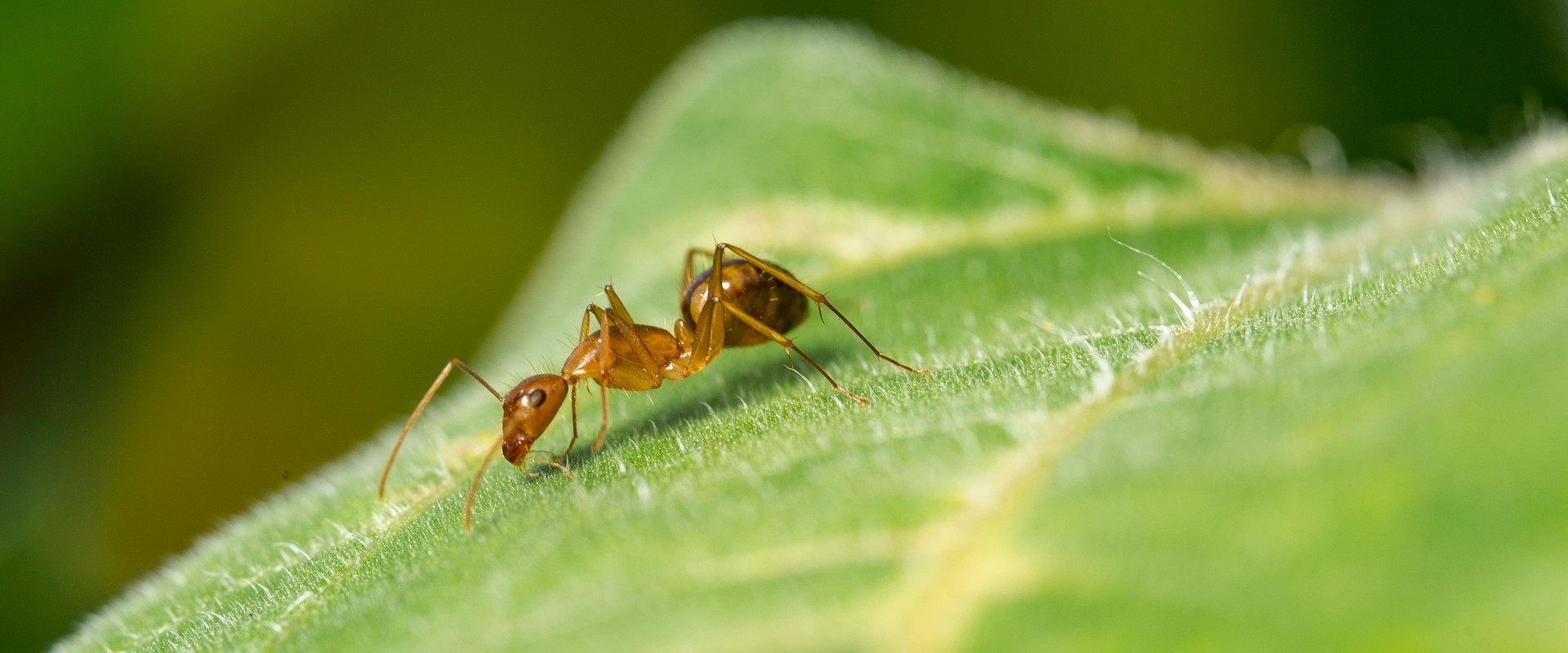 From Pest Problem To Property Perfection: The Impact Of Ant Exterminators On Home Appraisal In Calgary