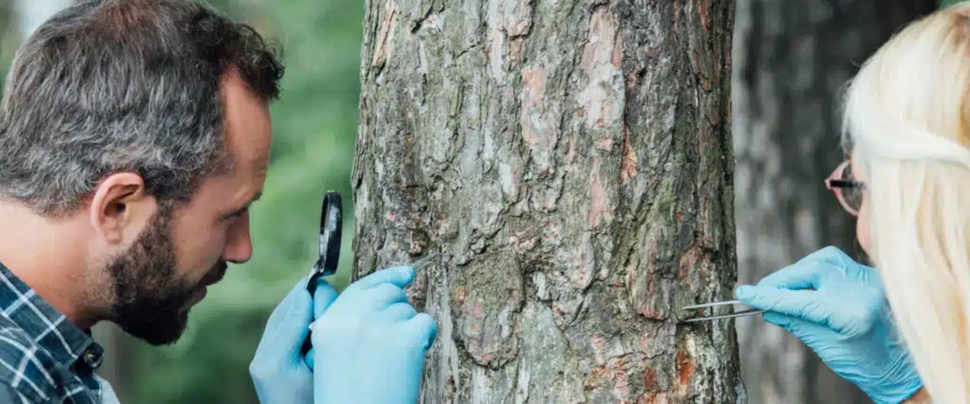 Tree Health Assessment in Petersburg, WV: Why Healthy Trees Matter Beyond a Home Appraisal