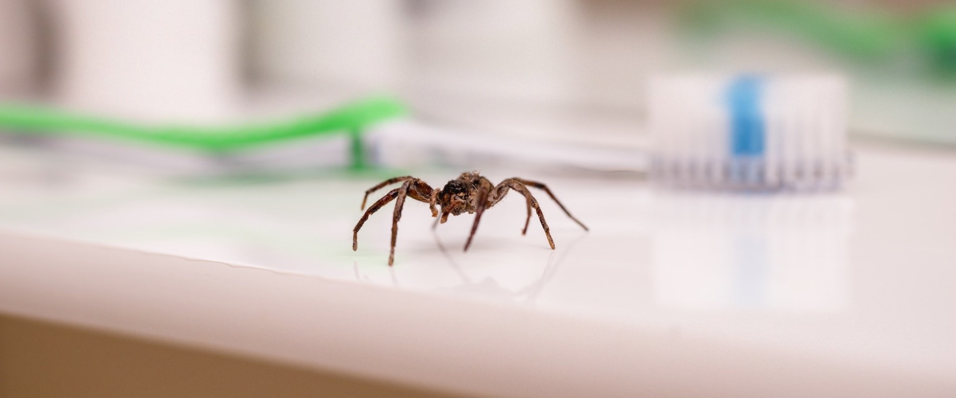 Protecting Your Investment: The Importance Of Hiring A Professional Mosquito Control Service Before A Home Appraisal In New Hampshire
