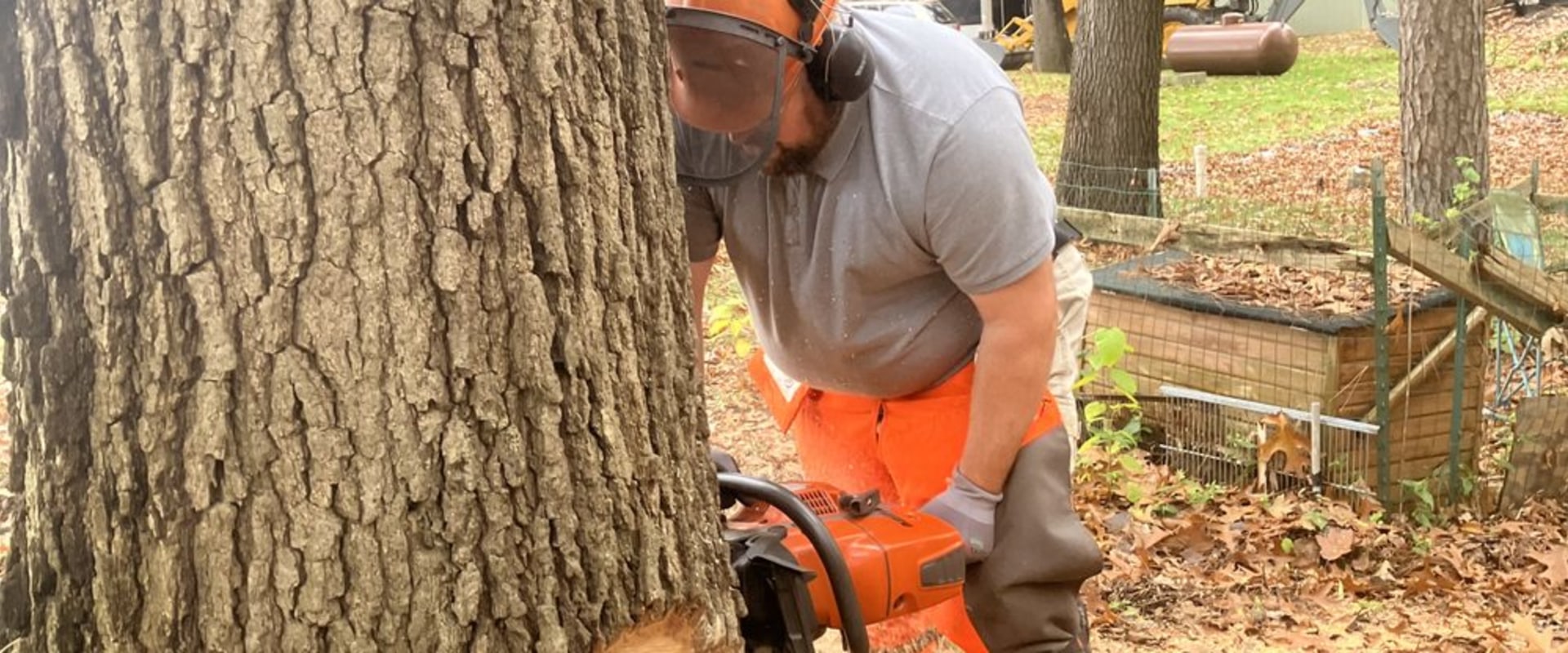 Healthy Trees, Higher Value: The Role Of Tree Pruning Services In Kalamazoo Home Appraisals