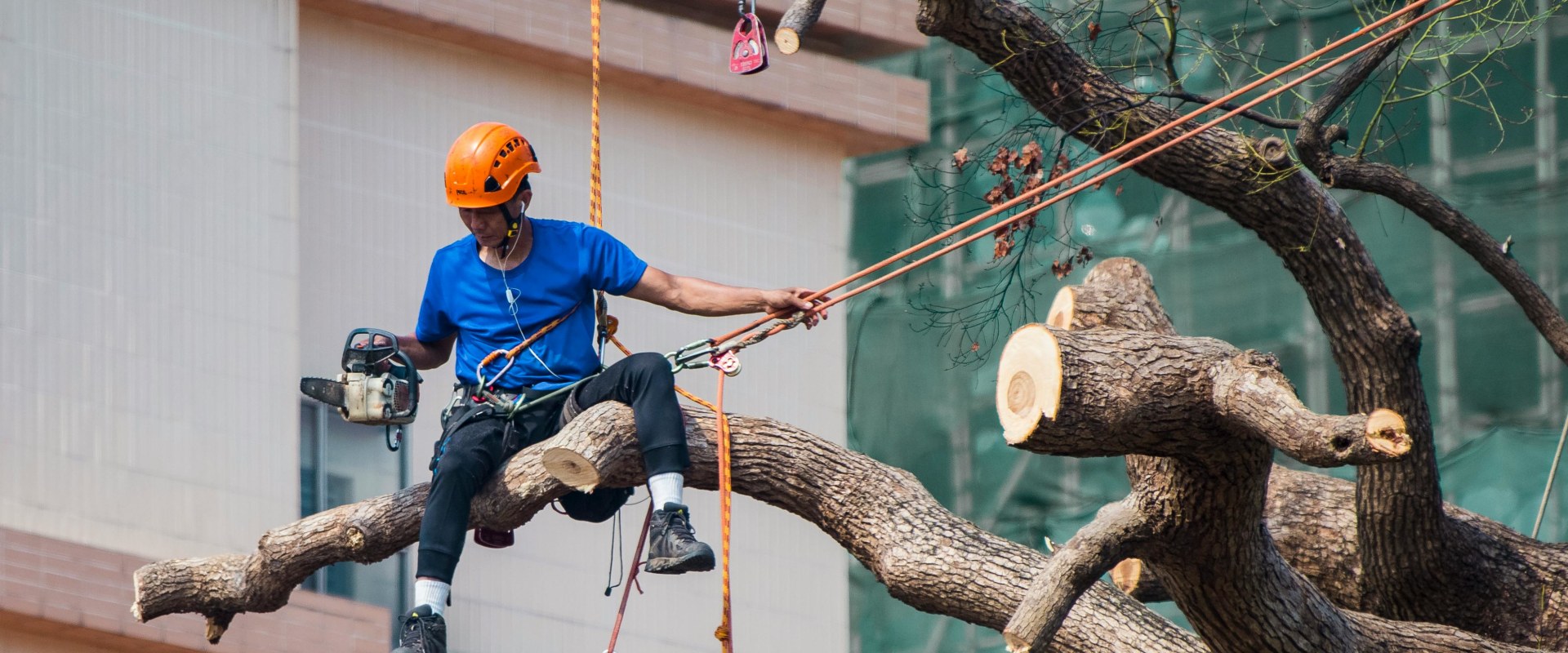 Boosting Property Value In Damascus: How Tree Pruning Can Influence Your Home Appraisal