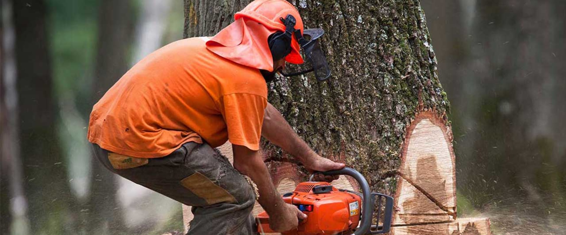 The Ultimate Guide To Cutting Down A Tree In Scottsdale, AZ: How It Affects Your Home Appraisal