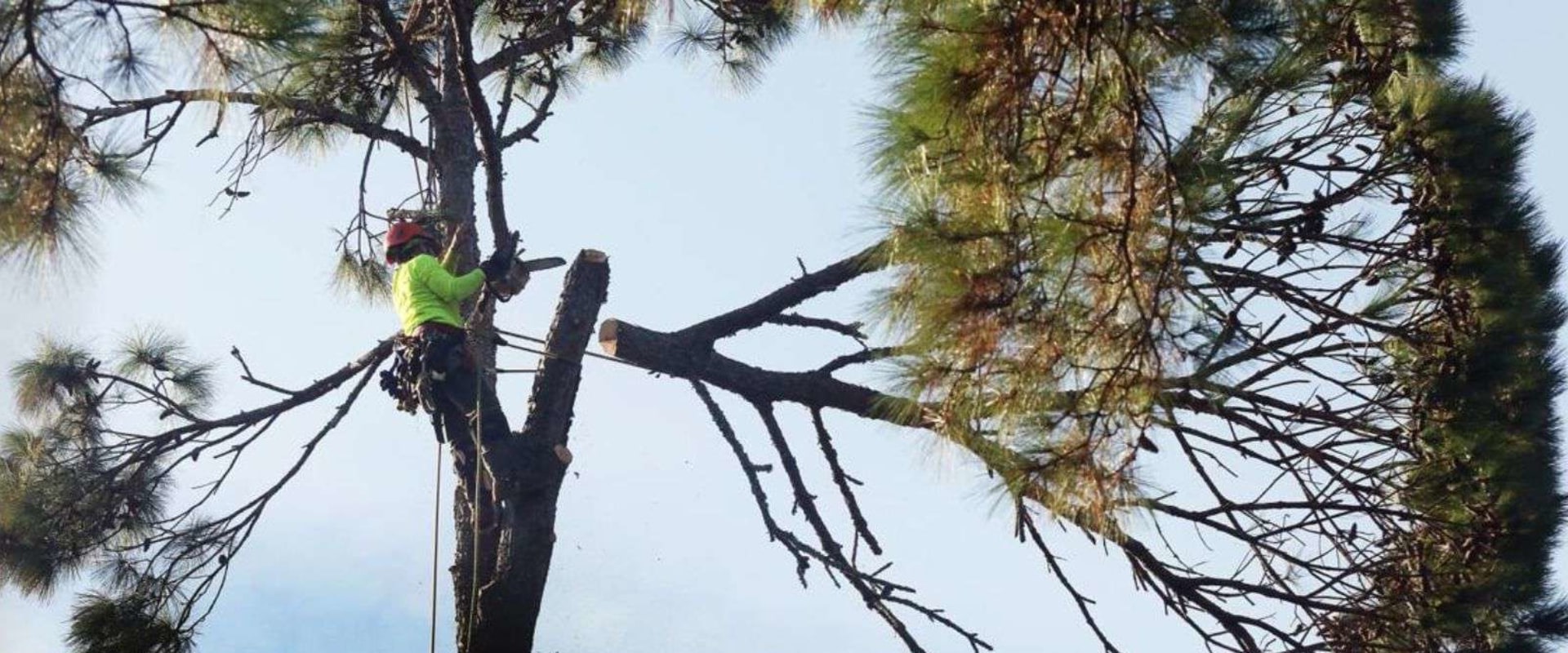 The Green Investment: Why Tree Services In Marion, NC Are Key To A Higher Home Appraisal