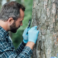 Tree Health Assessment in Petersburg, WV: Why Healthy Trees Matter Beyond a Home Appraisal