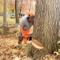 Healthy Trees, Higher Value: The Role Of Tree Pruning Services In Kalamazoo Home Appraisals