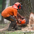 The Ultimate Guide To Cutting Down A Tree In Scottsdale, AZ: How It Affects Your Home Appraisal