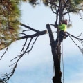 The Green Investment: Why Tree Services In Marion, NC Are Key To A Higher Home Appraisal