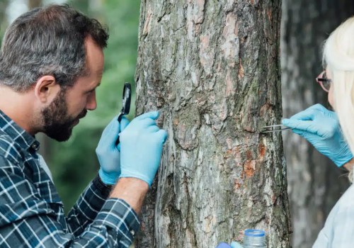Tree Health Assessment in Petersburg, WV: Why Healthy Trees Matter Beyond a Home Appraisal
