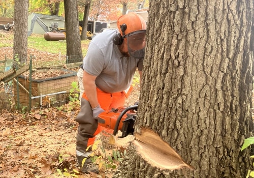 Healthy Trees, Higher Value: The Role Of Tree Pruning Services In Kalamazoo Home Appraisals