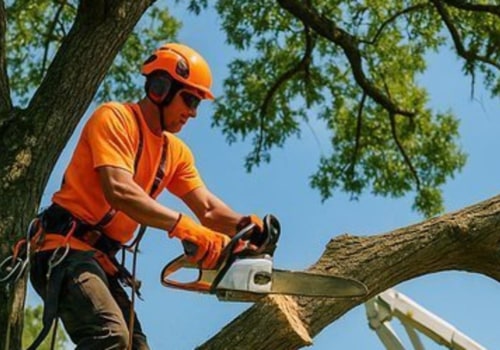 Boost Your Home's Value with Professional Tree Removal