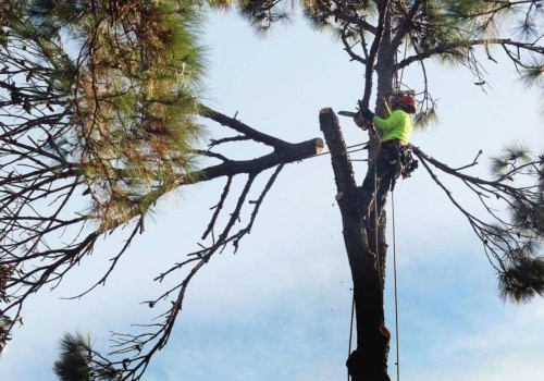 The Green Investment: Why Tree Services In Marion, NC Are Key To A Higher Home Appraisal